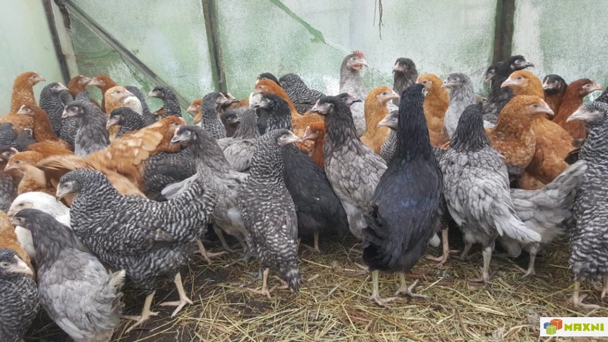 Куры несушки породы Доминант