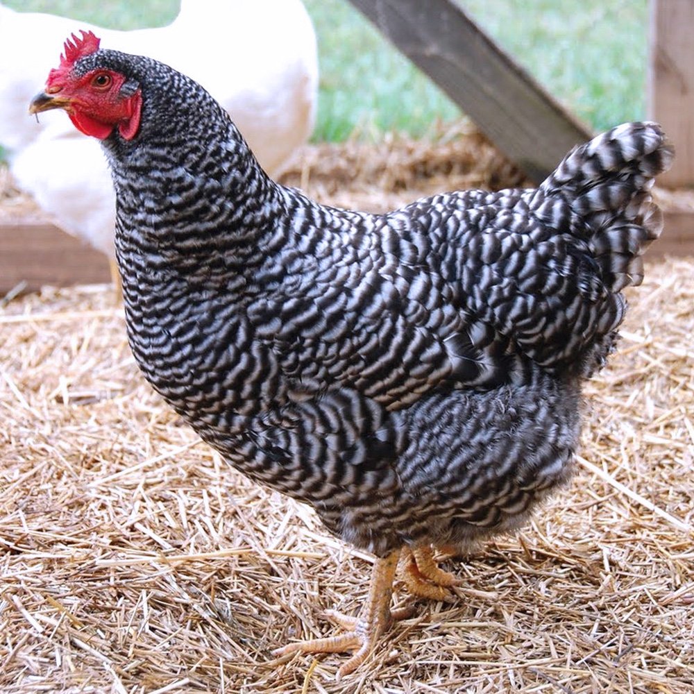 Куры несушки чешский доминант