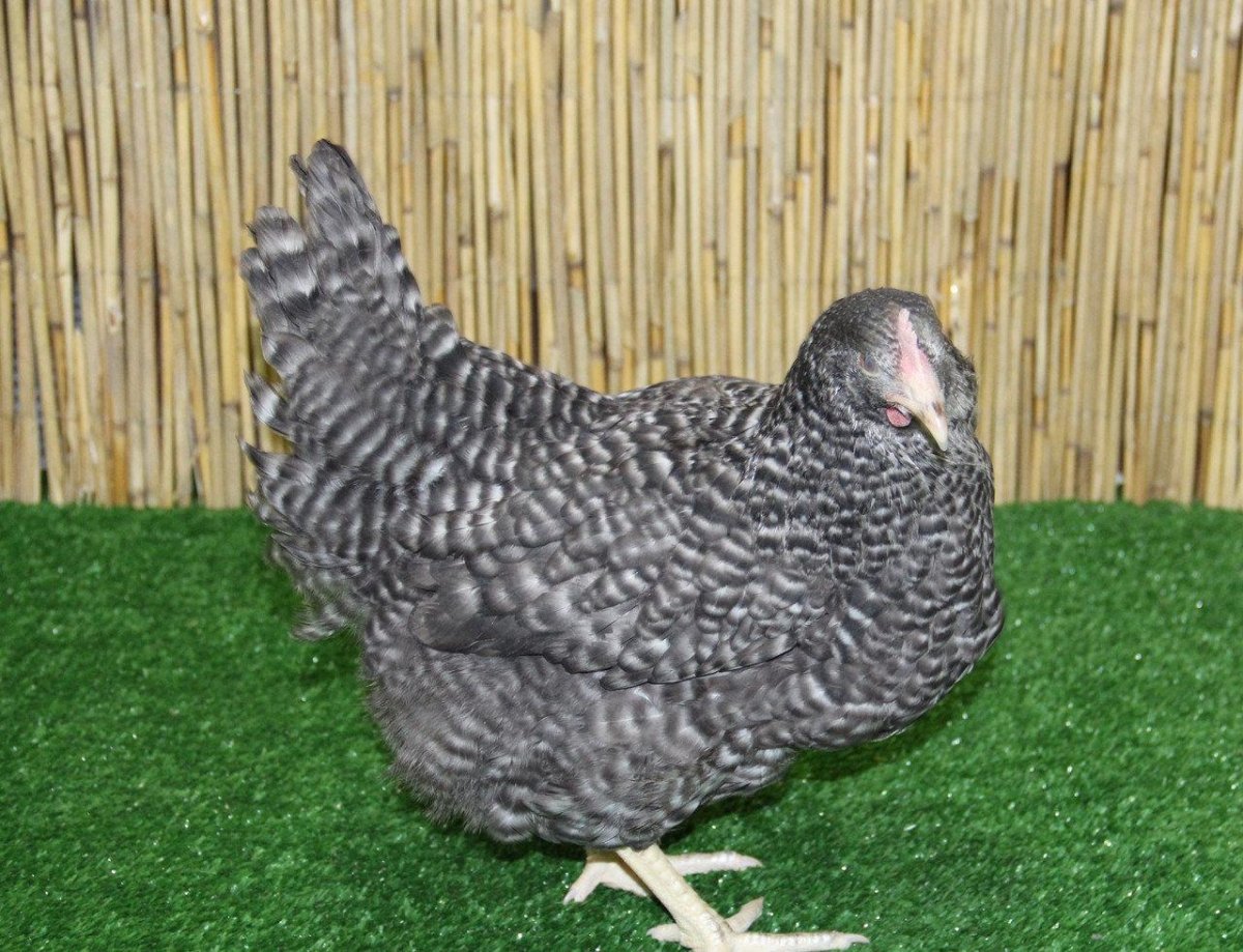 Доминант плимутрок