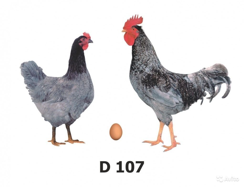 Доминант голубой д 107