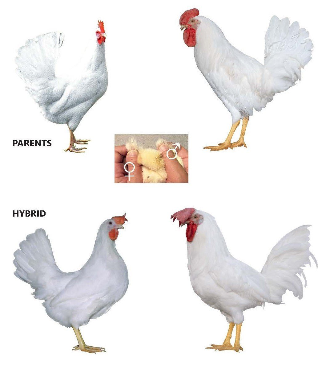 Порода Доминант Леггорн 229