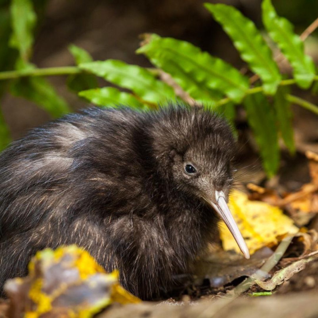 Киви птица