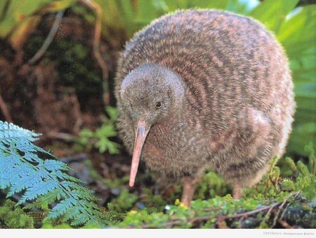 Киви птица