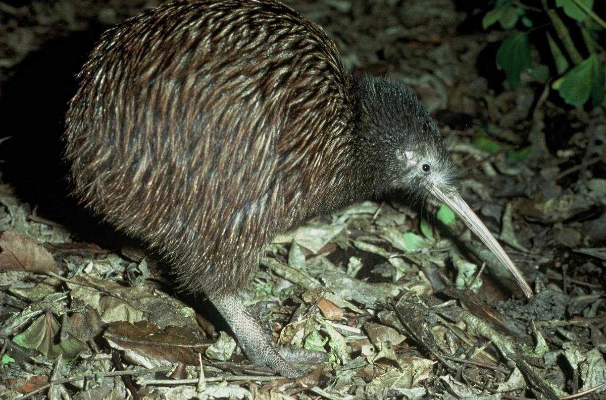Северный киви