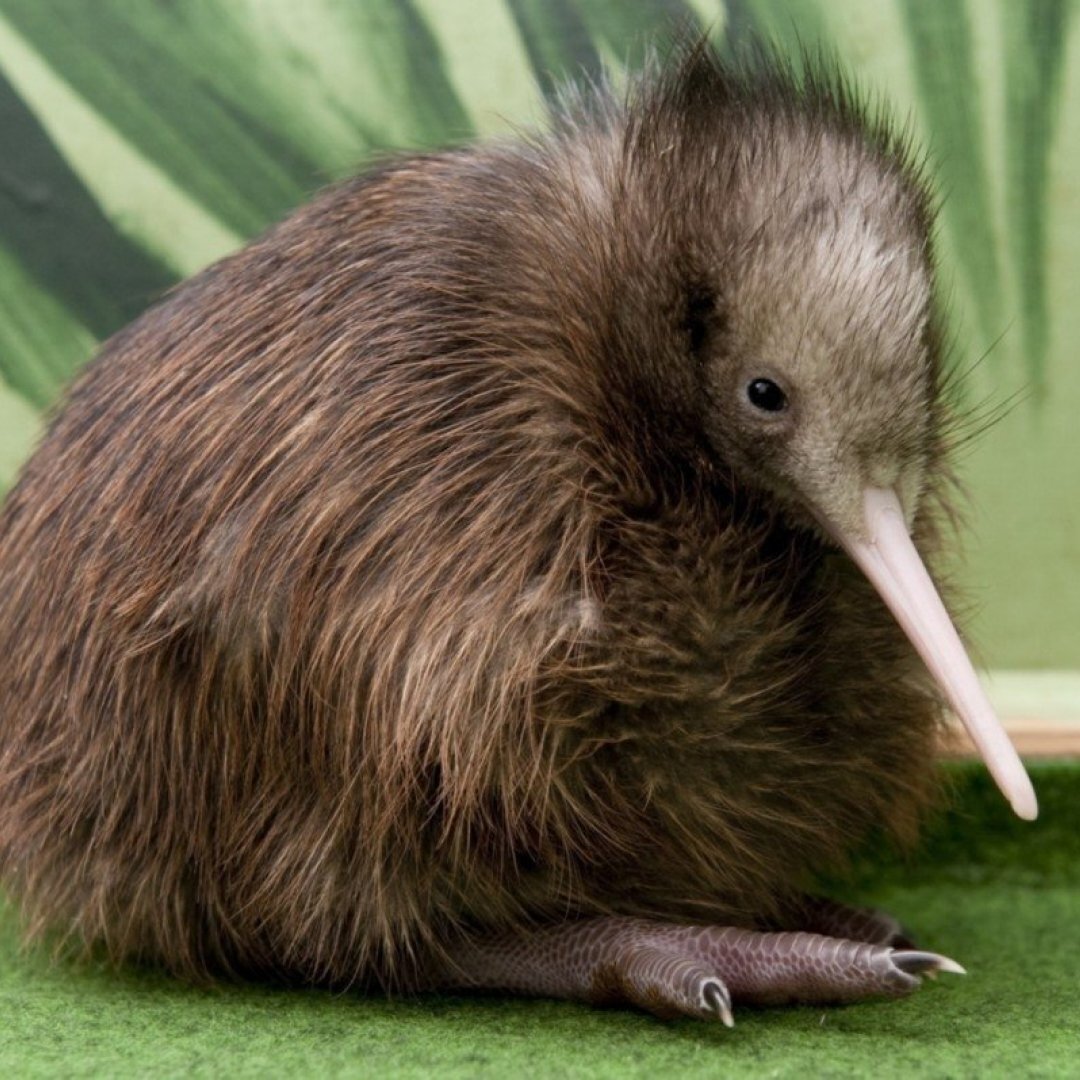 Малыш птицы киви