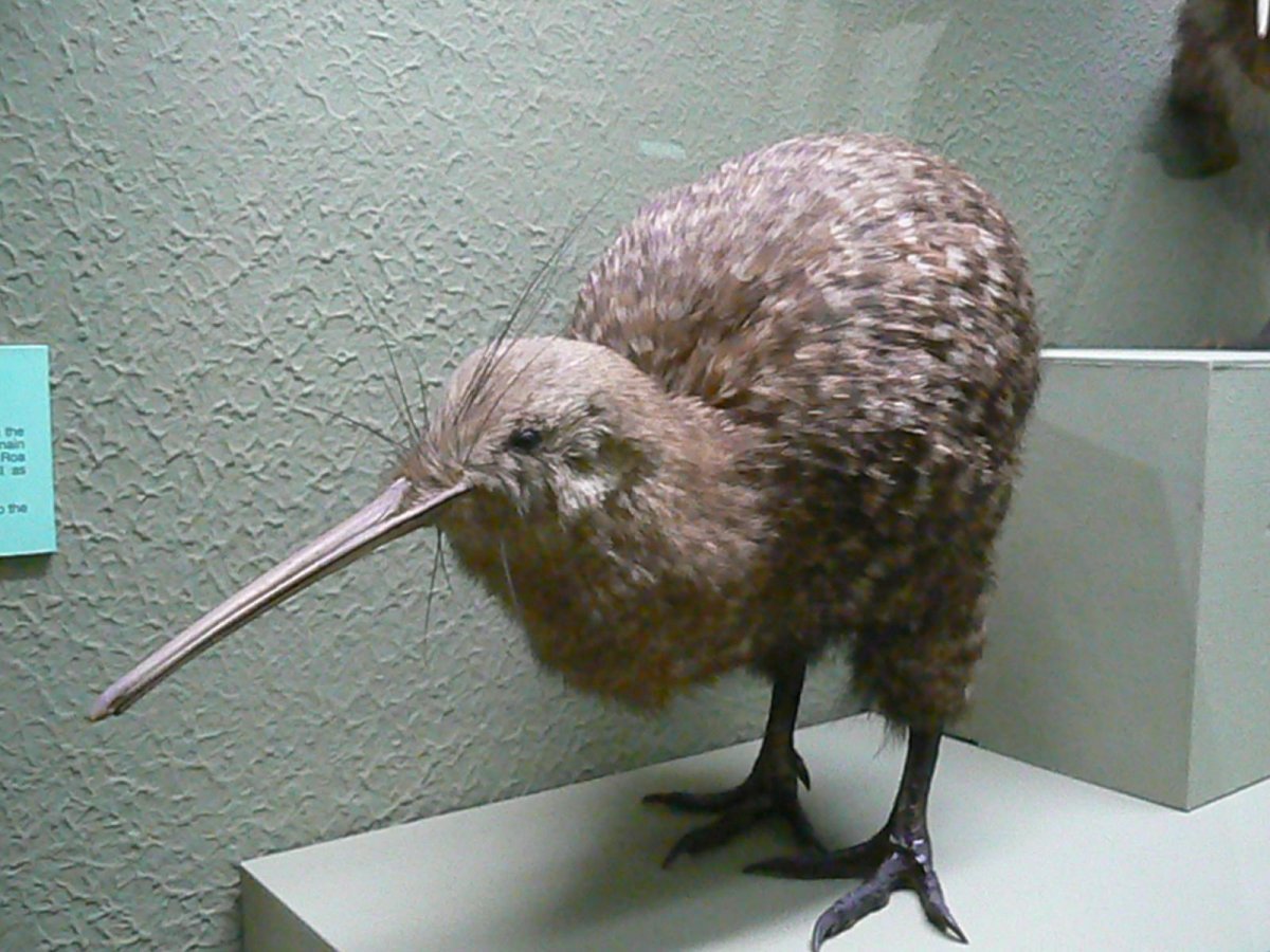 Киви птица без крыльев