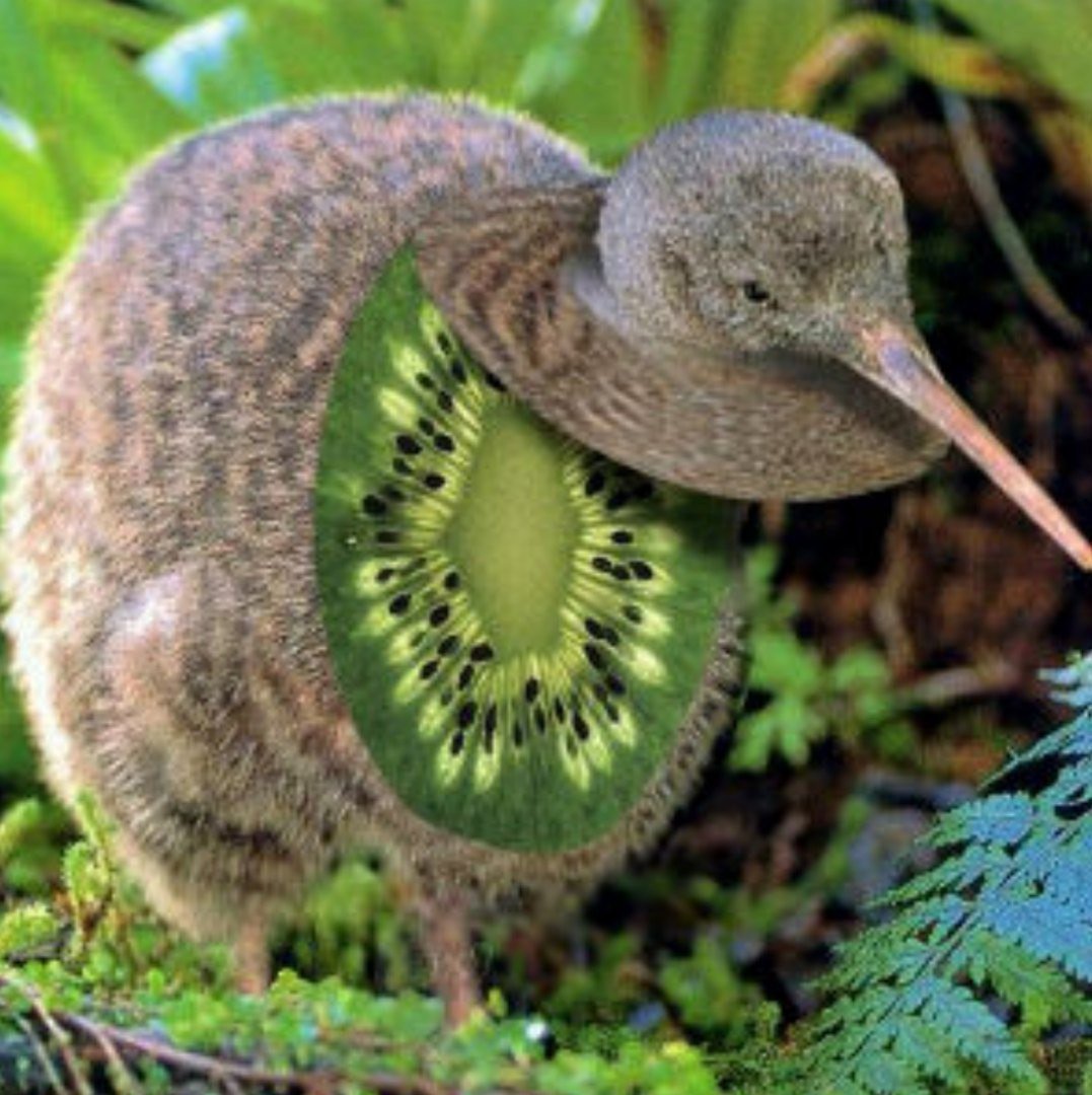 Киви птица фрукт