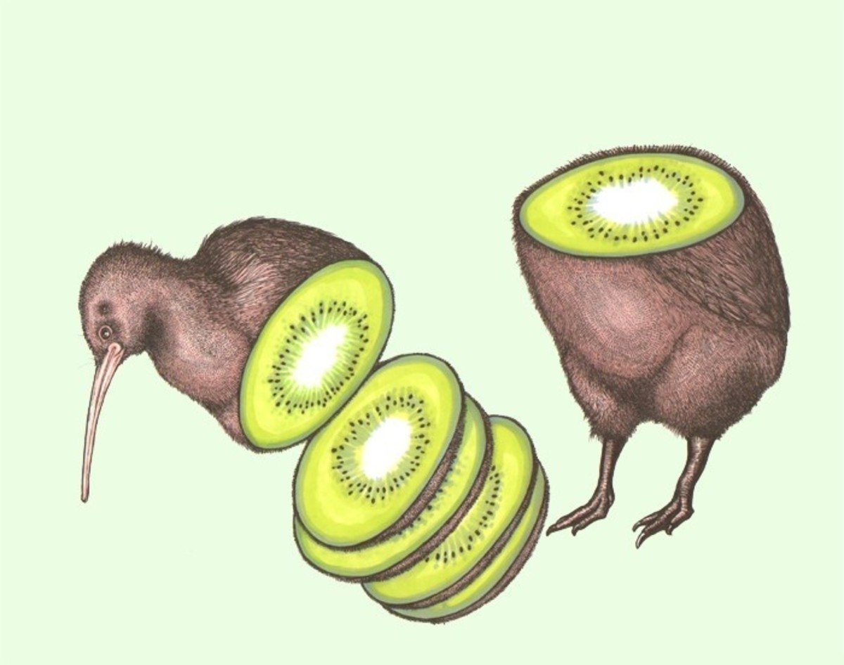 Птица киви ест киви