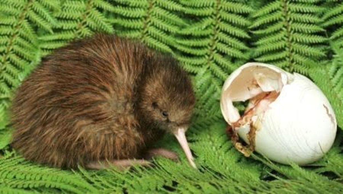 Разрезанная птица киви