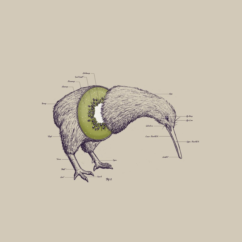 Киви птица скелет
