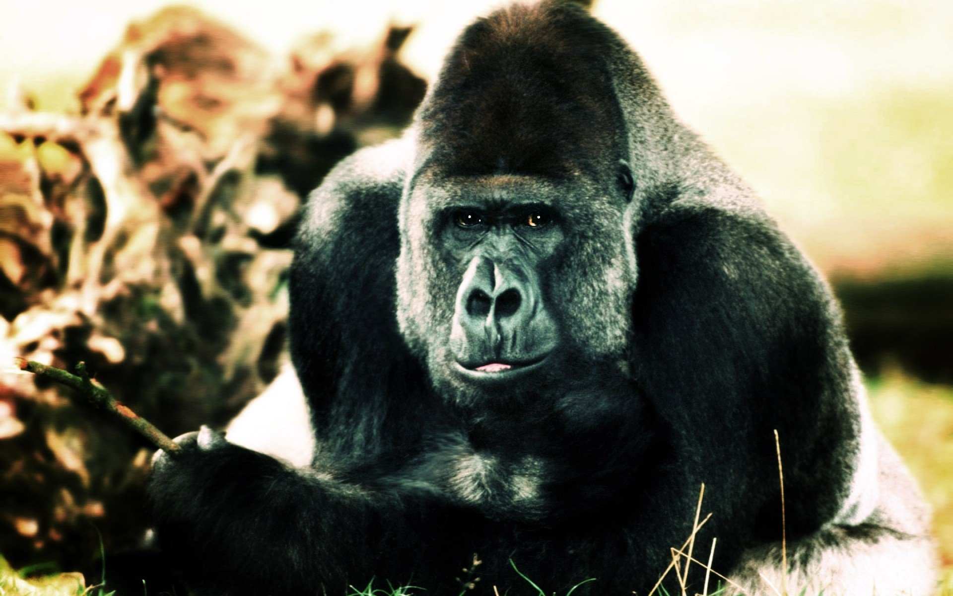 Gorilla animal. Обезьяна горилла. Горилла и шимпанзе. Silverback Gorilla. Приматы горилла.