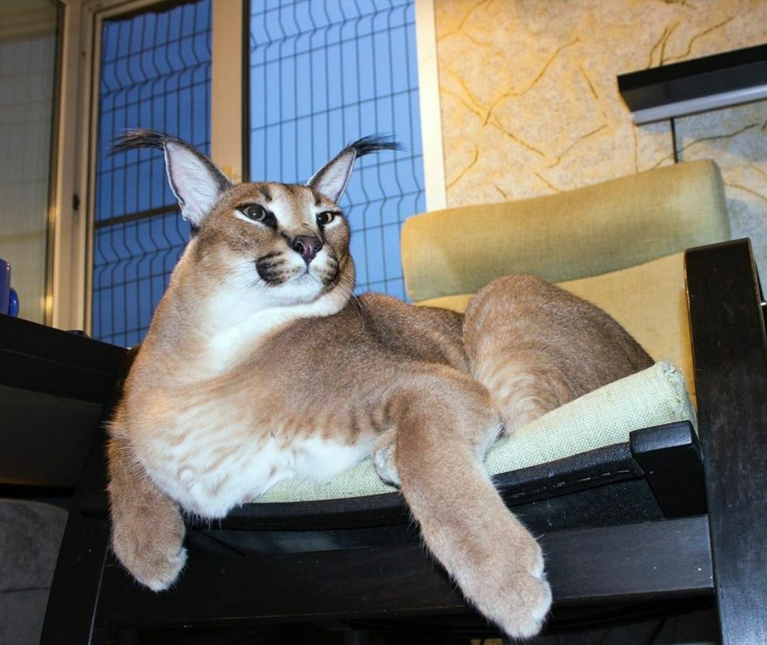 Шлёпа русский кот каракал