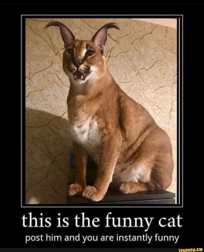 Каракал шлёпа