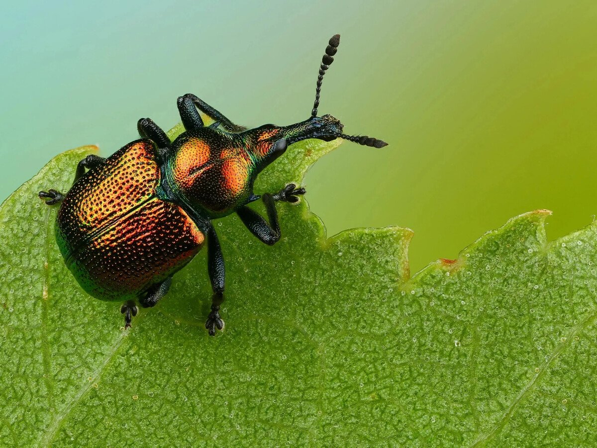 Жук цветоед зеленый