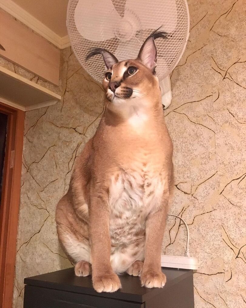 Каракал Гоша Шлеппа