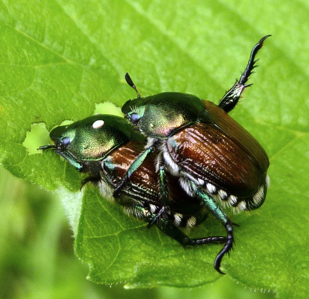 Жук Дубогрыз