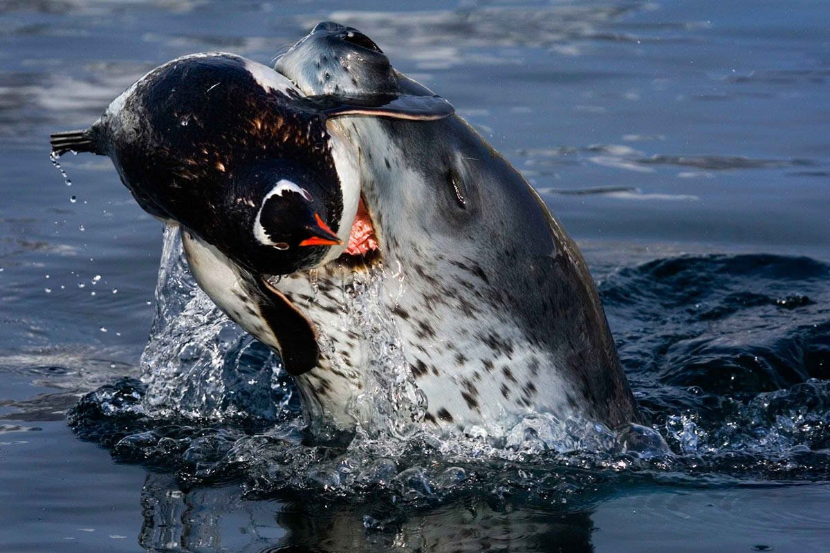 Морской леопард и Касатка
