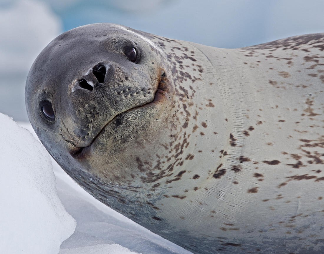 Кирсти Браун морской леопард