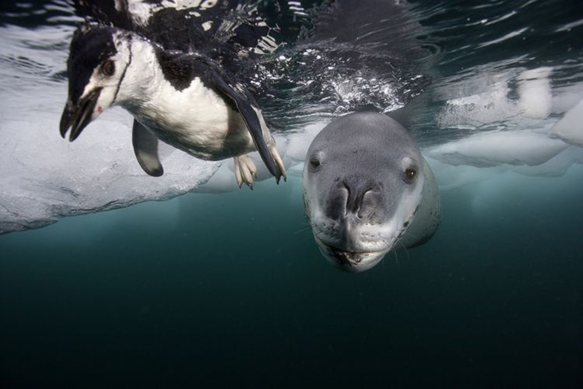 Морской леопард охотится на пингвинов