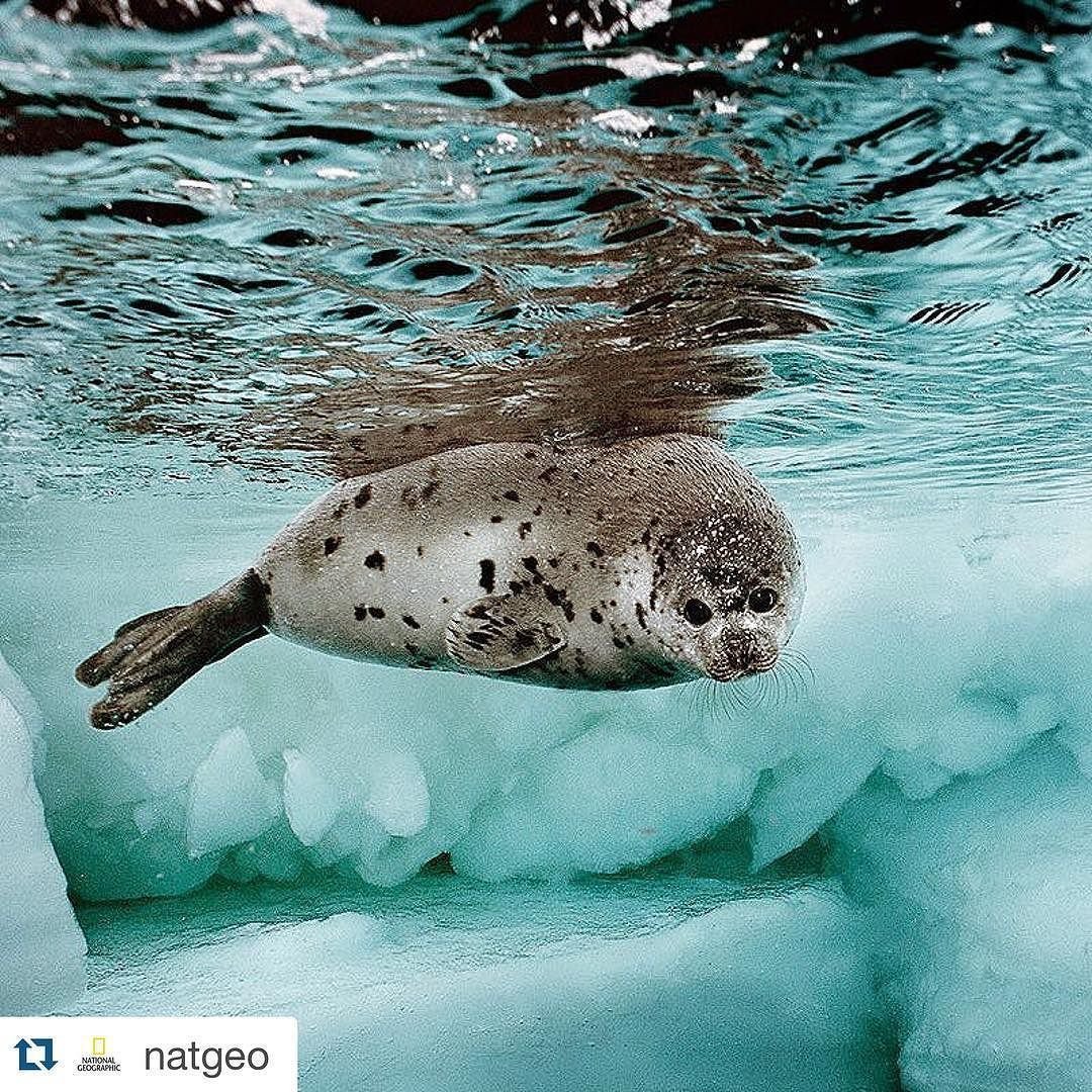 Байкальская кольчатая Нерпа