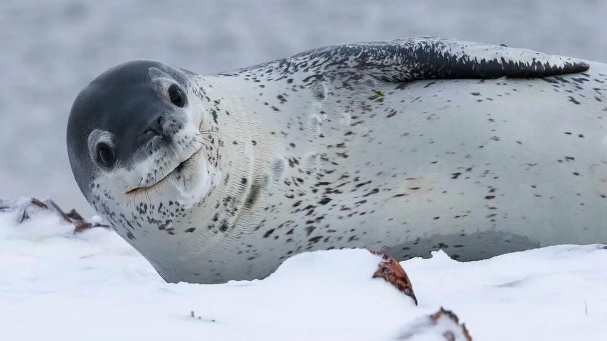 Морской леопард и тюлень