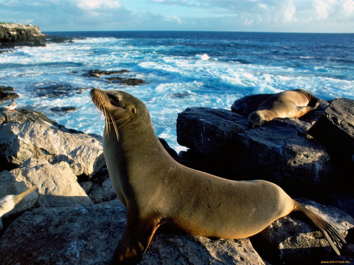 Морской котик тюлень Нерпа