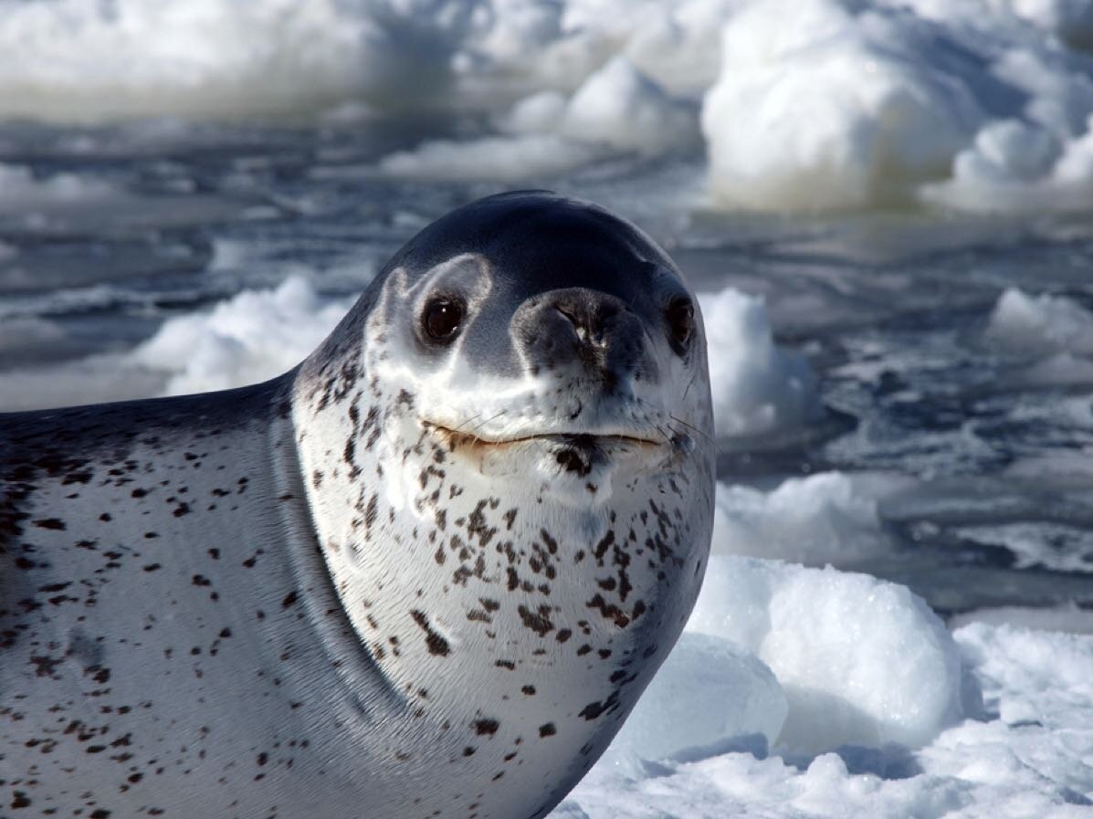 Ластоногие морской леопард