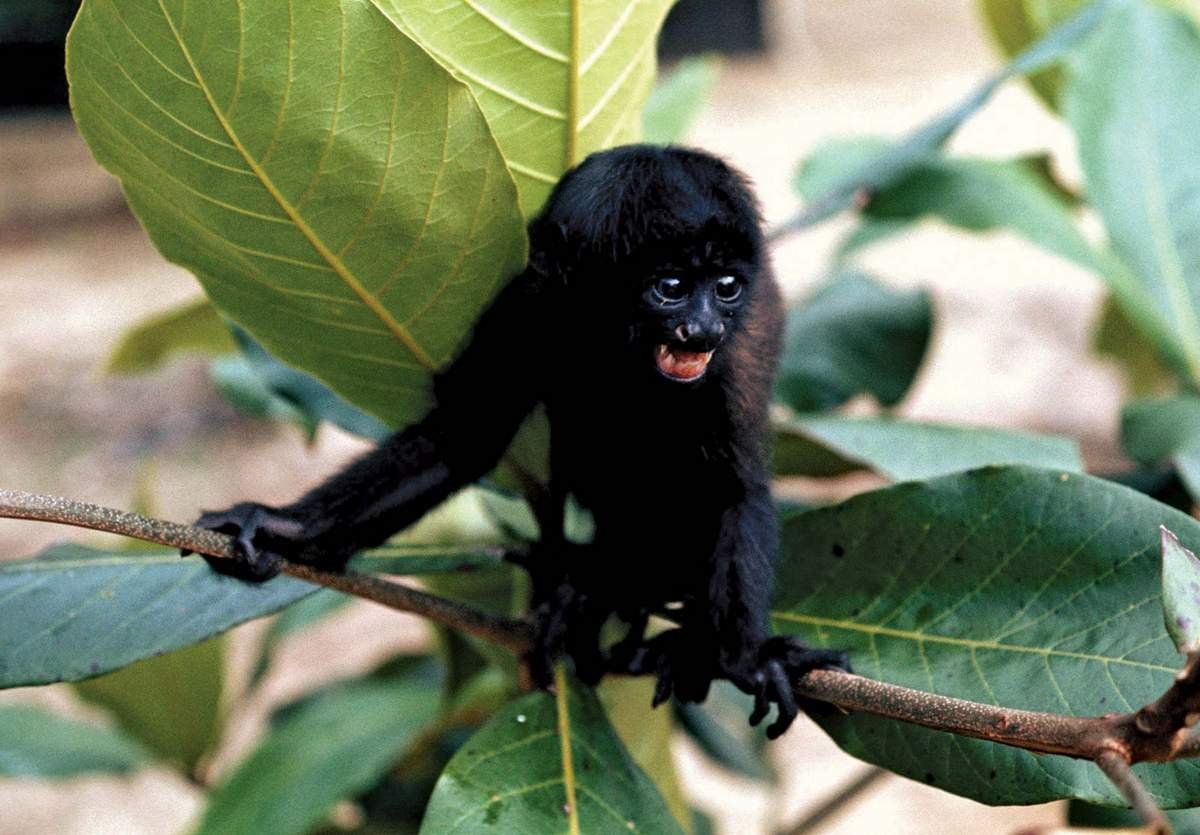 Красноспинный Саки