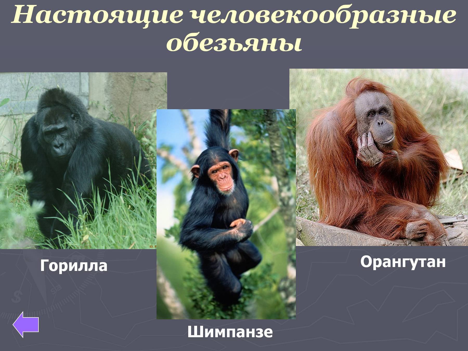 Образ жизни человекообразных обезьян. Подотряд высшие приматы представители. Класс млекопитающие отряд приматы. Подотряд высшие приматы (обезьяны). Подотряд человекообразные обезьяны.