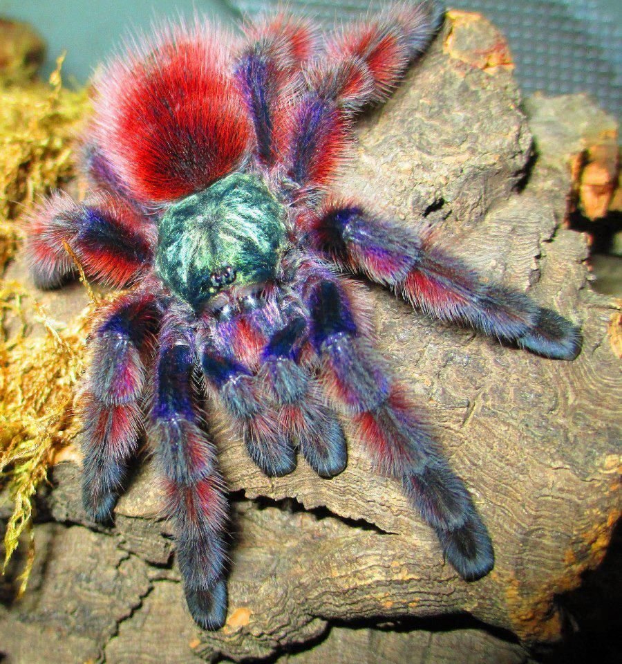 Паук птицеед Avicularia versicolor