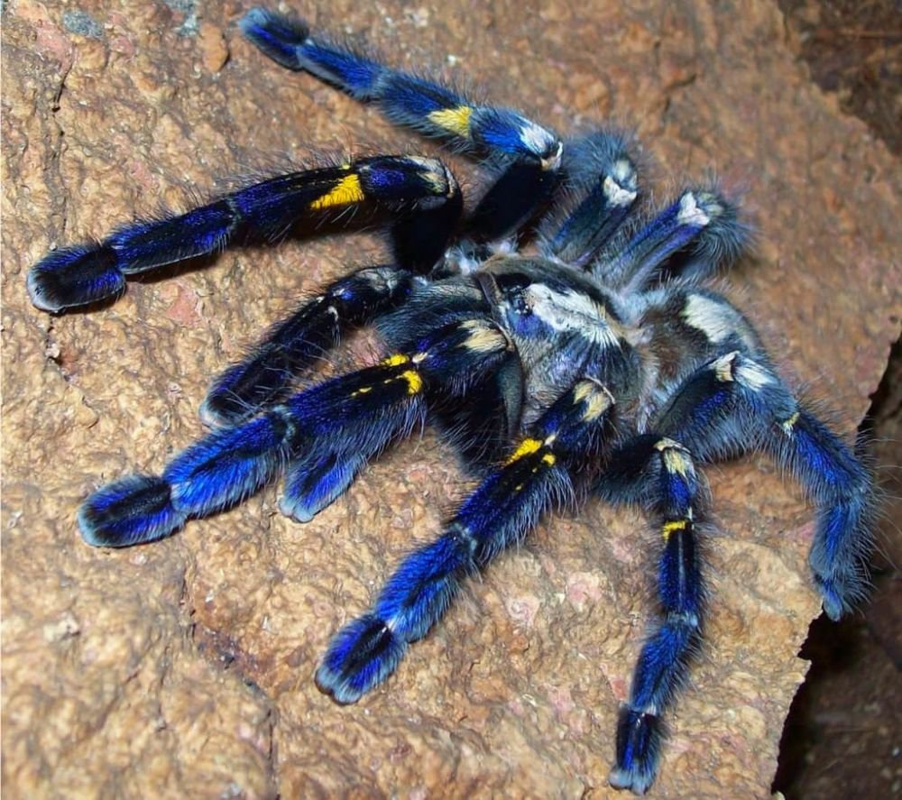 Паук птицеед Poecilotheria