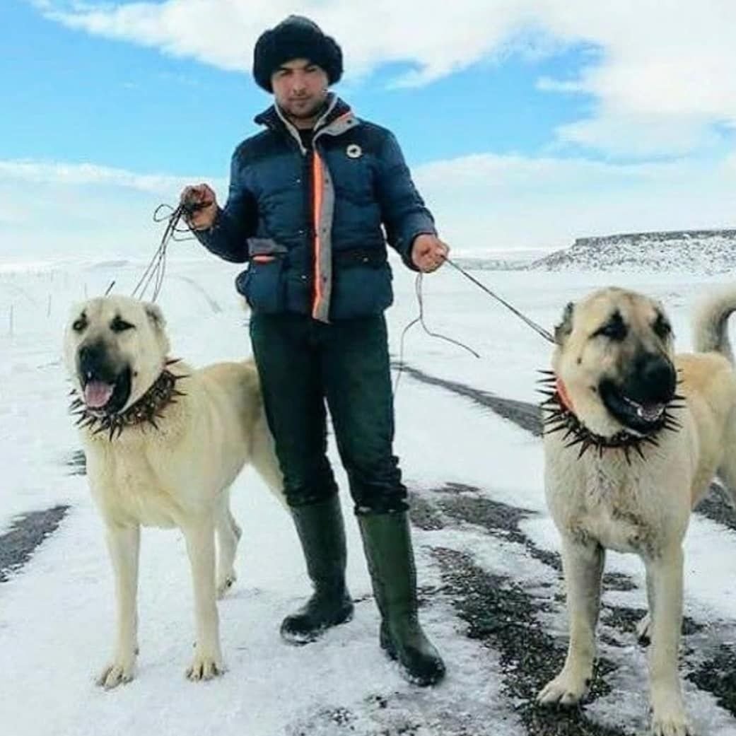 Кангал и САО