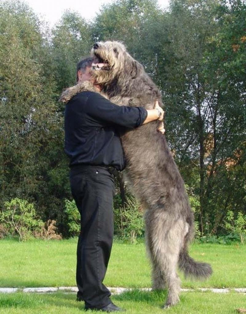 Собака ирландский волкодав