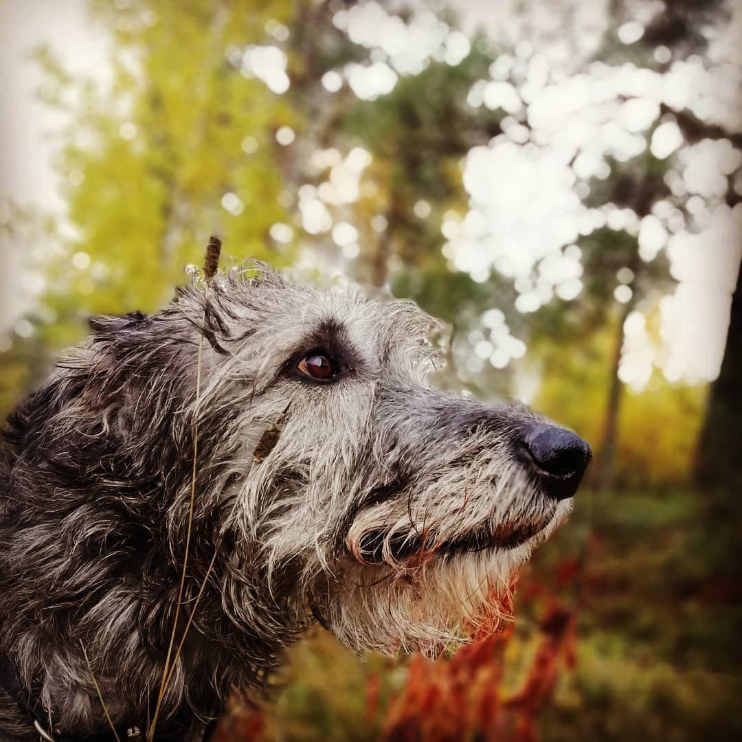 Ирландский волкодав