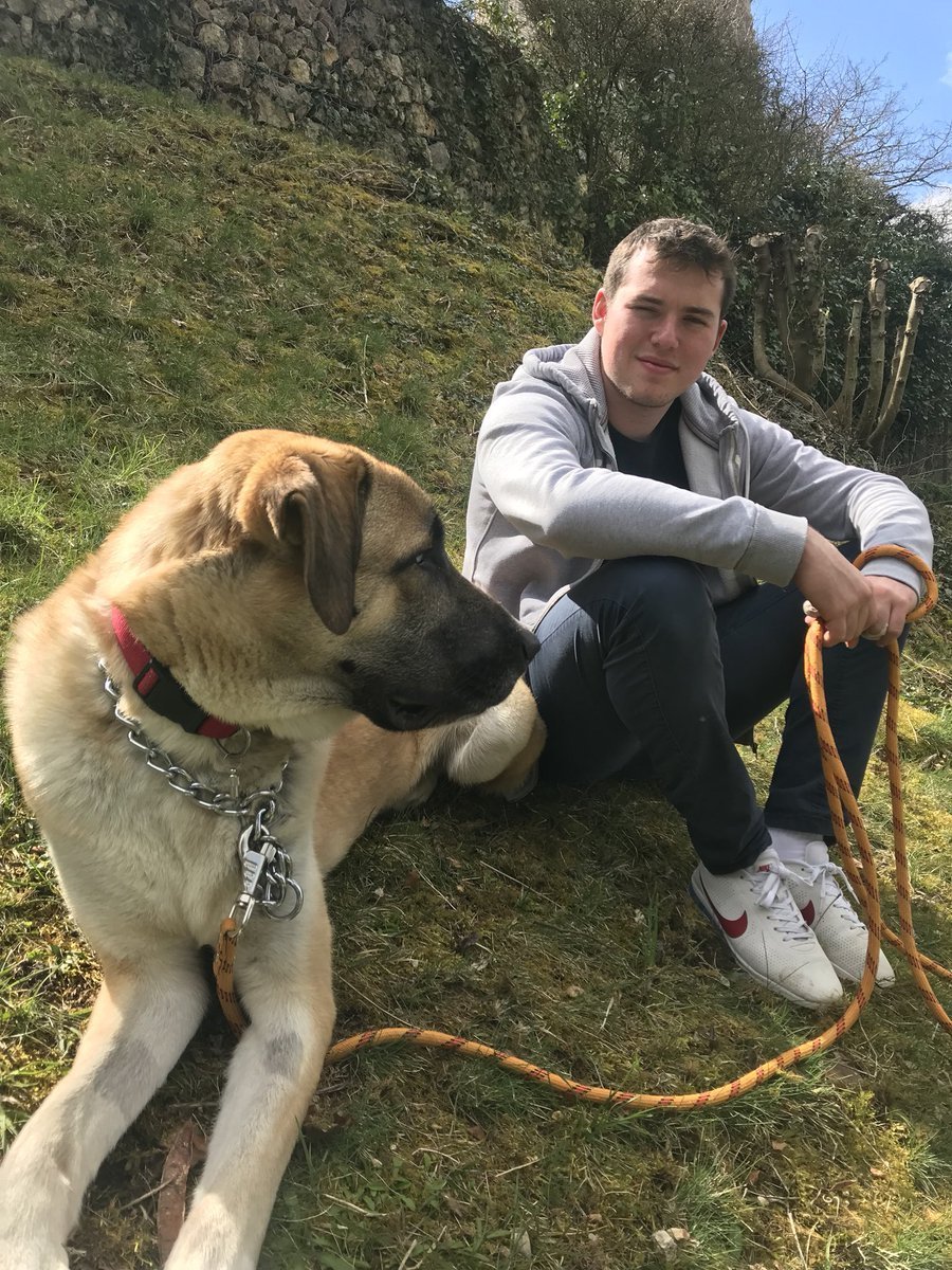 Турецкий волкодав кангал