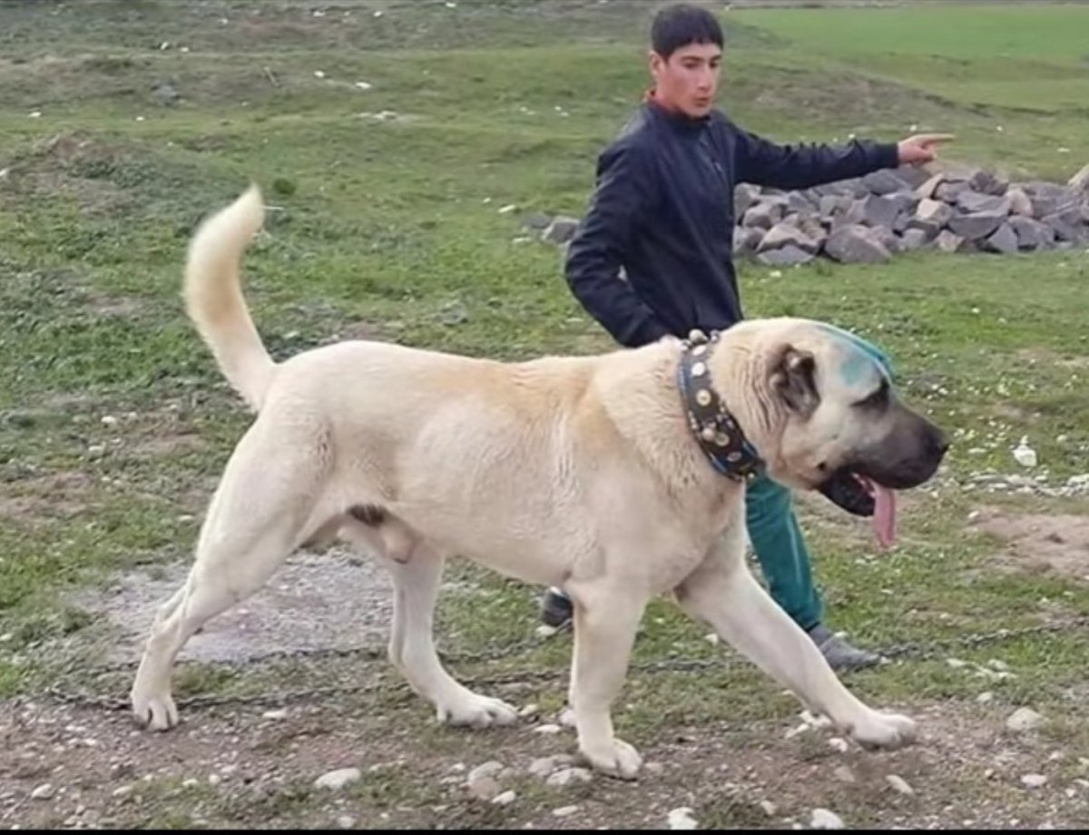 Турецкий алабай кангал