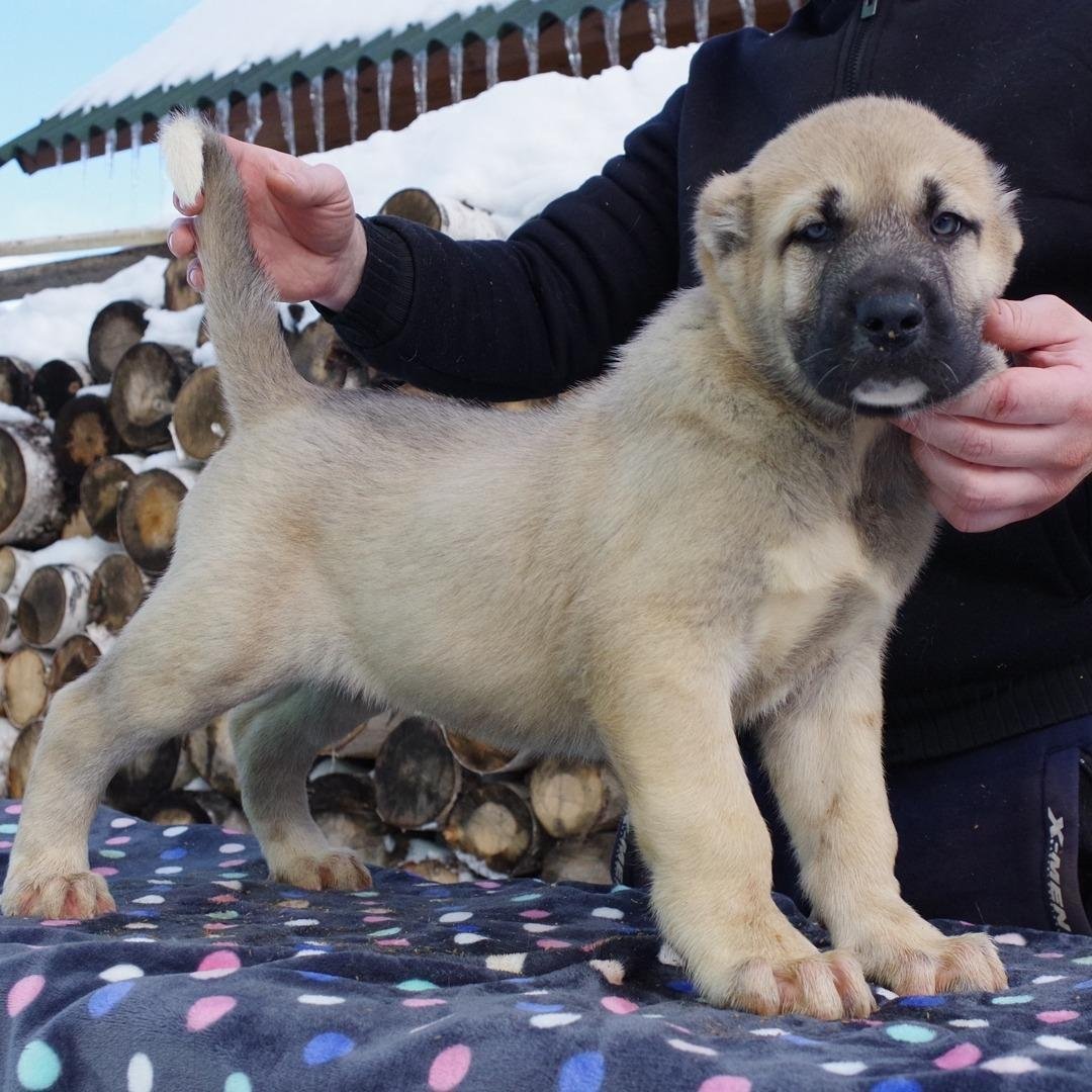 Турецкий волкодав кангал