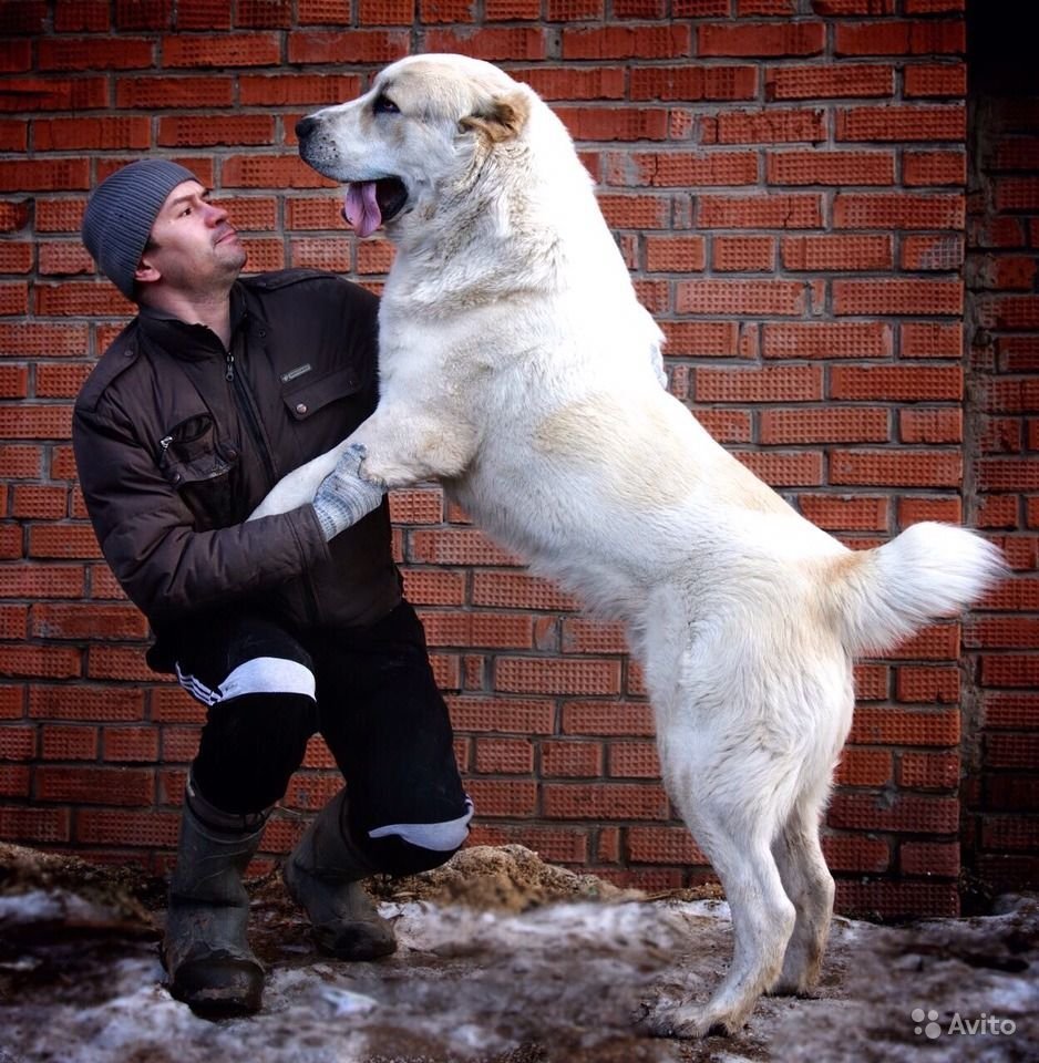 Среднеазиатская овчарка алабай