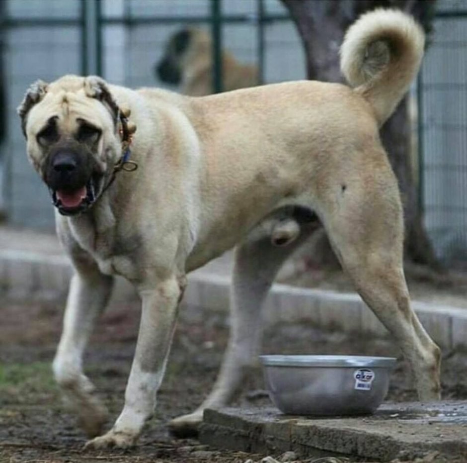 Турецкий кангал серый