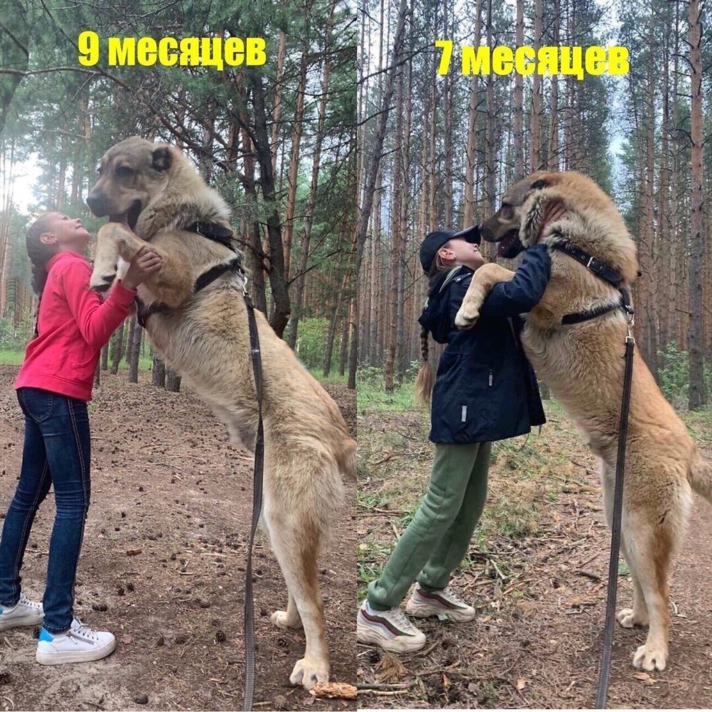 Волкодав Гампр