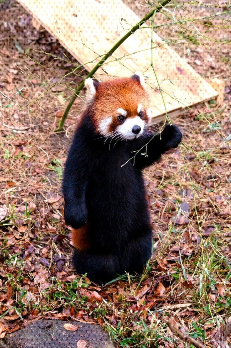 Малая (красная) Панда Стайана