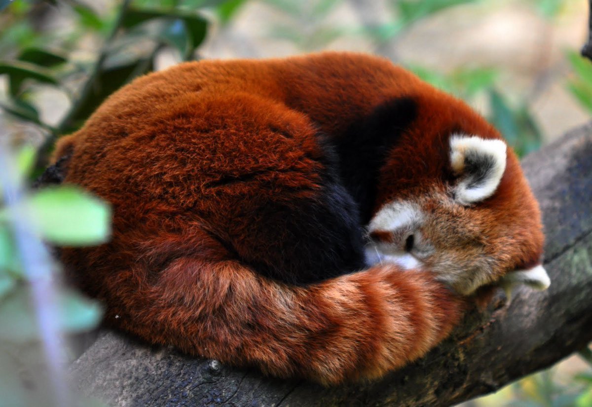 Малая Панда размер