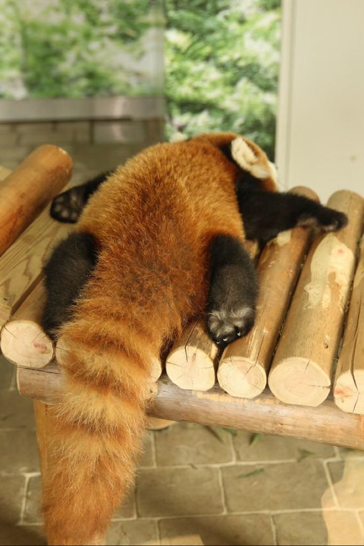 Красная Панда прикол