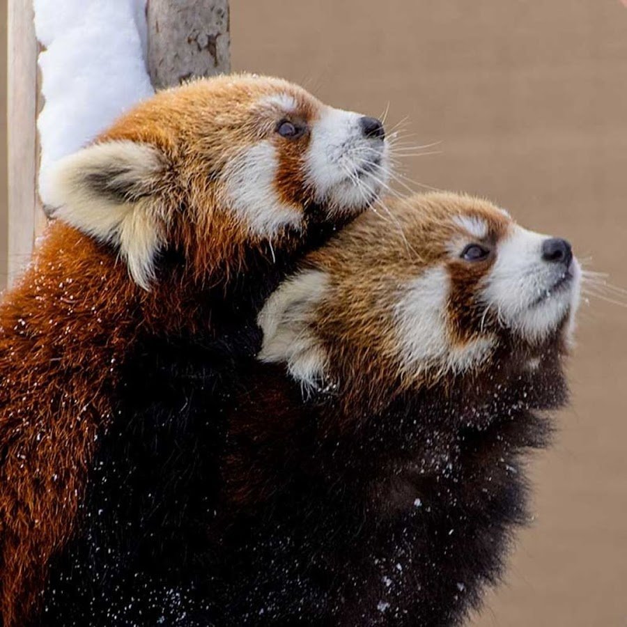 Две красные панды