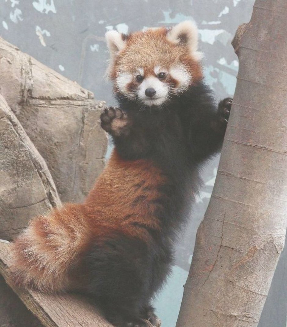 Гималайский енот