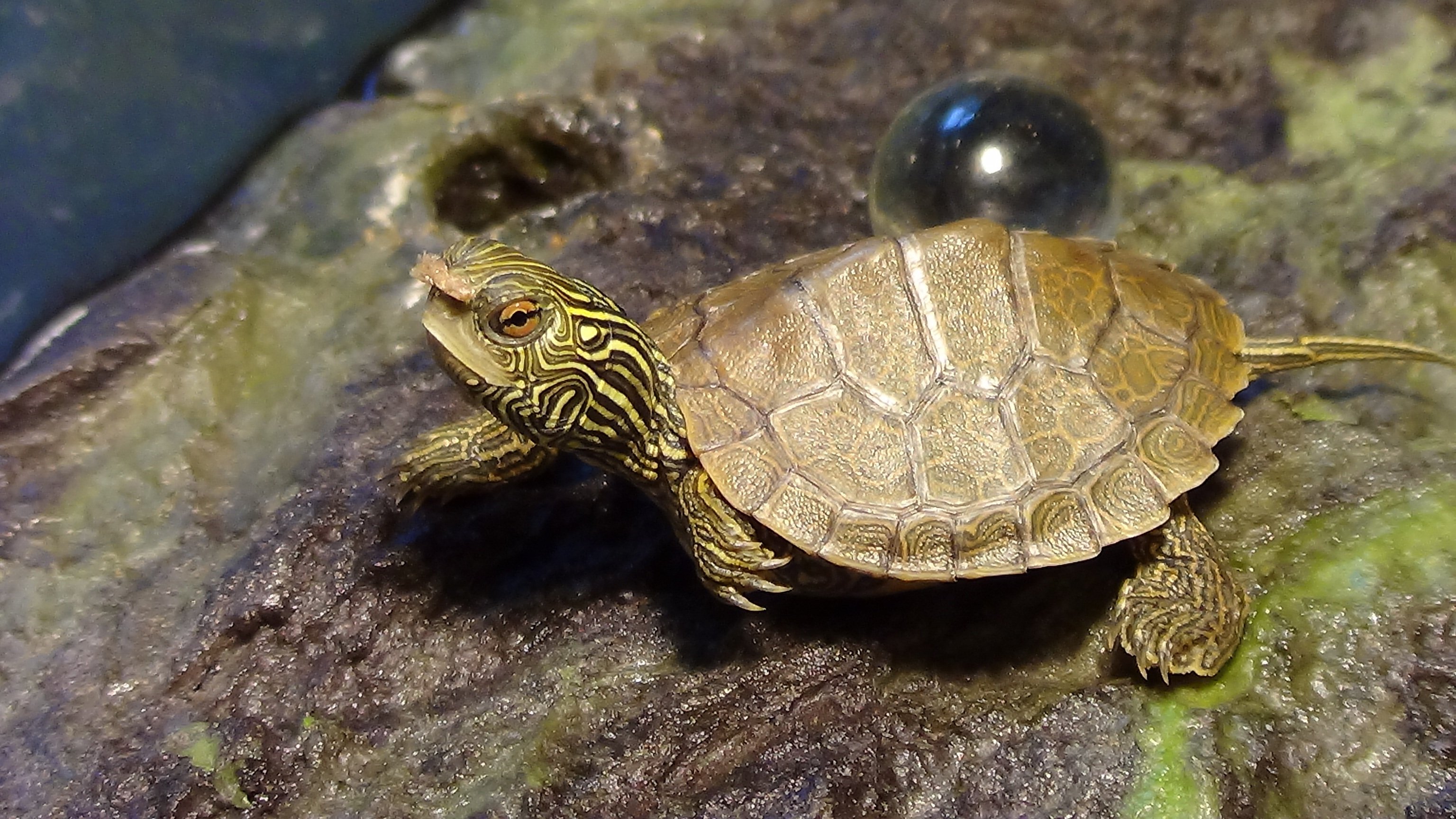 Сухопутно водная черепаха