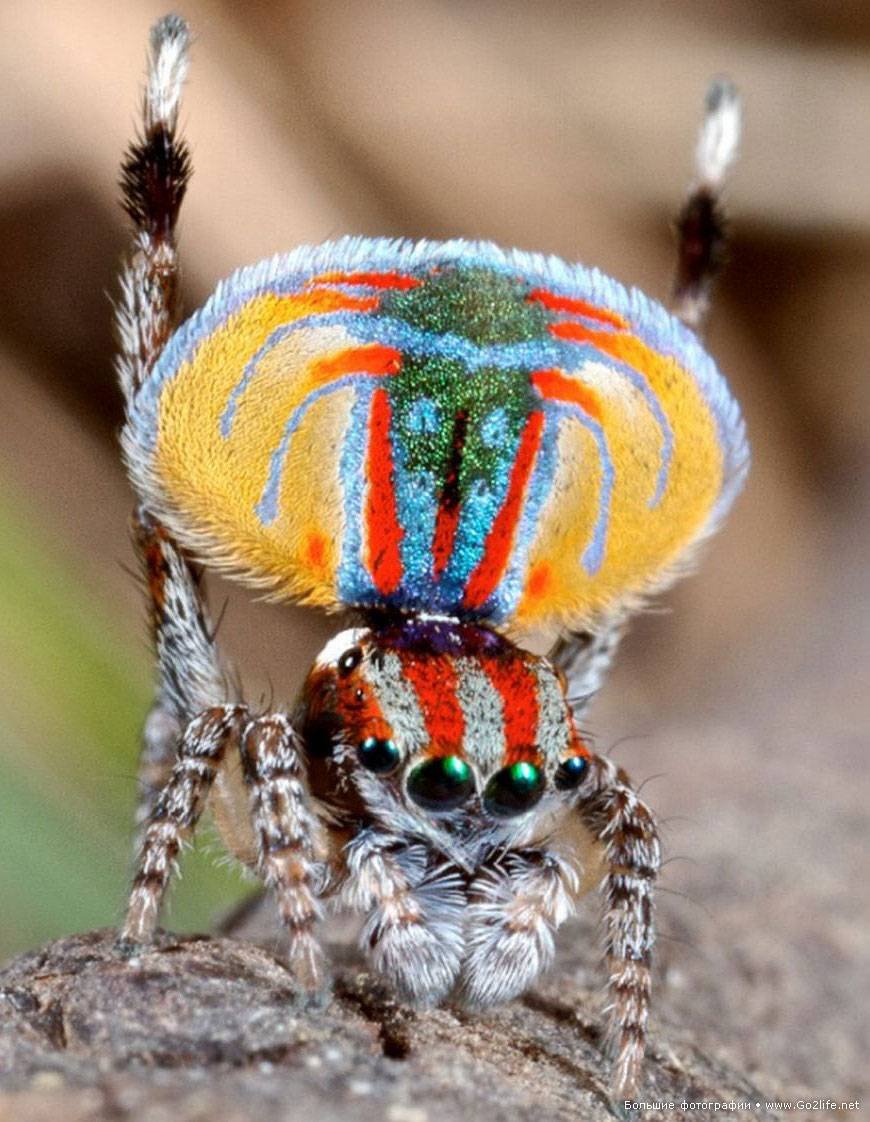 Паук-Павлин (Maratus volans)
