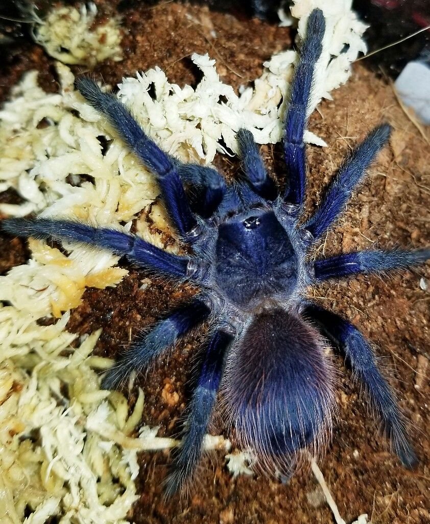 Паук птицеед сазимай