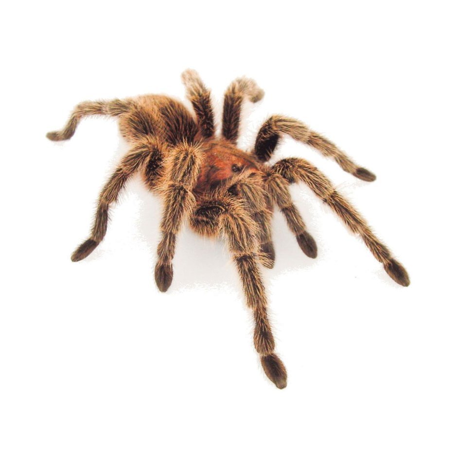 Тарантул и роза