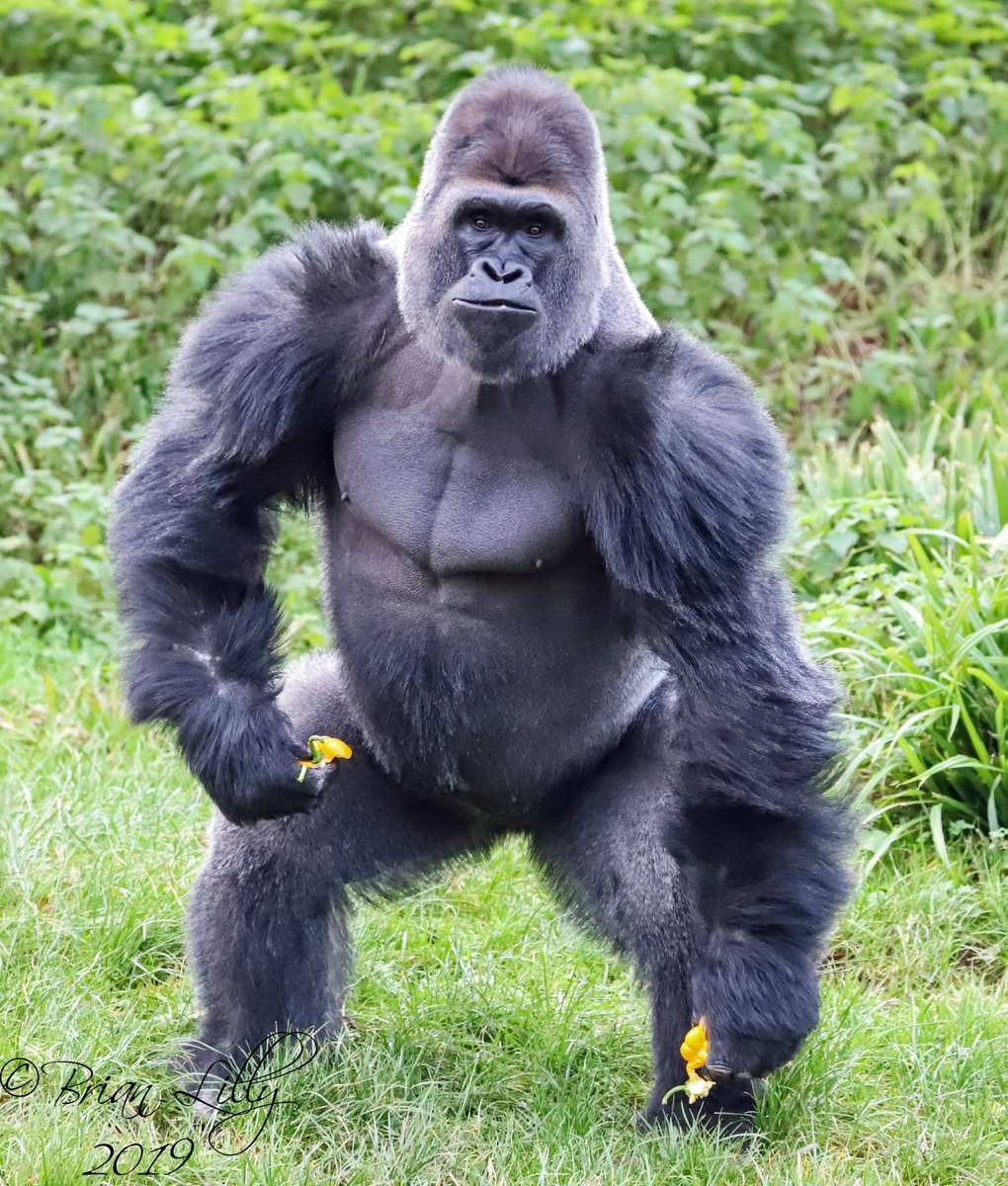 Сколько стоит горилла. Горилла троглодит. Вес гориллы самца. Обезьяна горилла. Горилла 144p.